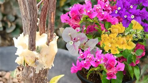 Cómo cultivar la buganvilla en maceta y hacerla florecer constantemente