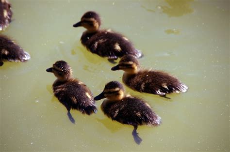 Duck Birds Water Free Photo On Pixabay Pixabay