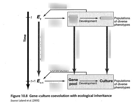 Gene Culture Coevolution Diagram Quizlet