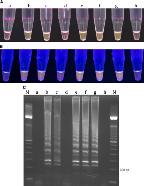 Tubes Following The Loop Mediated Isothermal Amplification Lamp