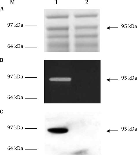 Detection Of Acp In The Total Crude Extract Of C Perfringens Strain