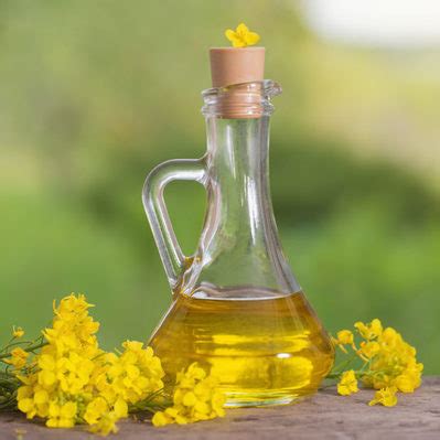 Rapeseed Oil | Food | True Food Fact