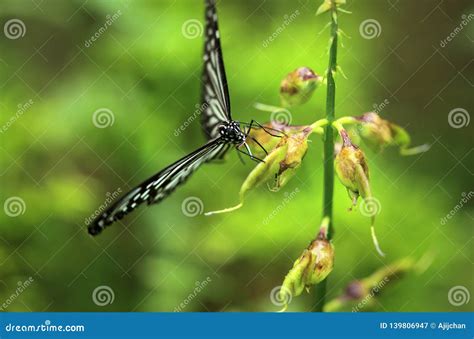 Uma Borboleta Senta Se Em Uma Planta Imagem De Stock Imagem De Macro