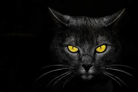 Black Cat Eyes Wallpaper (69+ images)