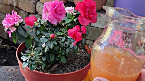 Aplica Un Chorrito De Este Abono Casero A Las Plantas AZALEAS Para