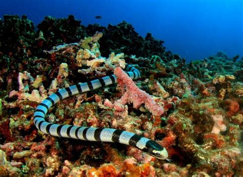 Sea snake discovered to have strange ability to breathe through its head