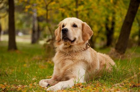 12 Signs Of Golden Retriever Hip Dysplasia & How To Treat It