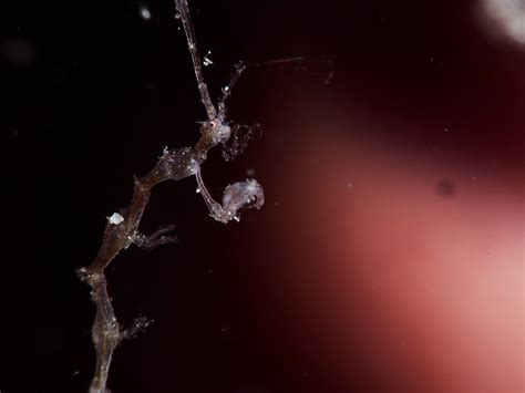 These Creepy Ocean Creatures Are the Stuff of Nightmares - Ocean ...