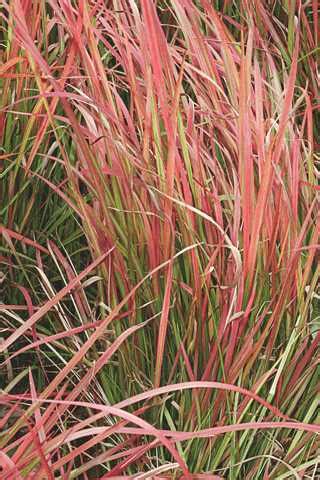 Red Baron Japanese Blood Grass