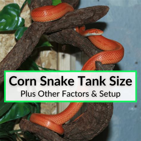 Corn Snake Tank Size (Plus Other Factors & Setup)