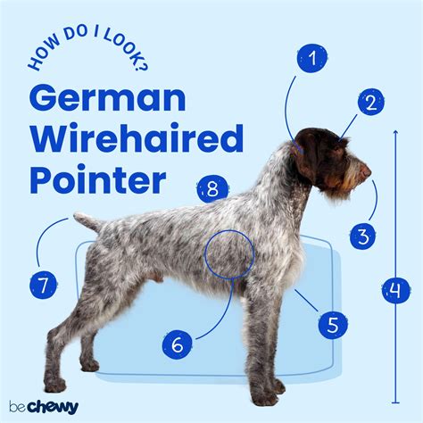 German Wirehaired Pointer Wiki German Wirehaired Pointer Dog Breed