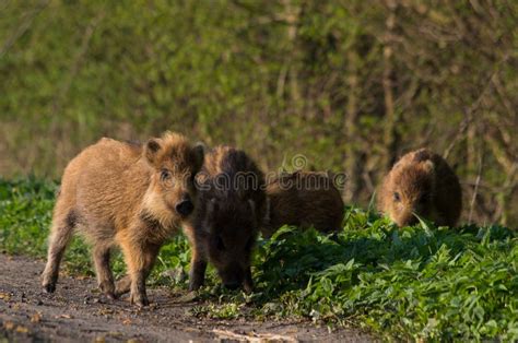 Young Wild Boar Piglets Play by the Road. Stock Photo - Image of animal ...