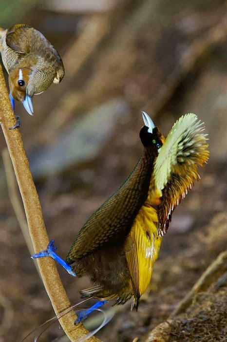 Most Terrifying Amazing Creatures On Earth Magnificent Bird Of