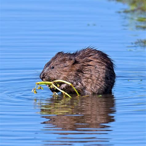 Muskrat - Covenant Wildlife