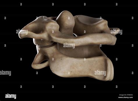 Atlas Vertebra Anatomy