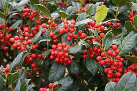 8 Evergreen Shrubs for Birds - Dengarden