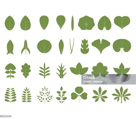Jenis Daun Ilustrasi Stok Unduh Gambar Sekarang Alam Biologi