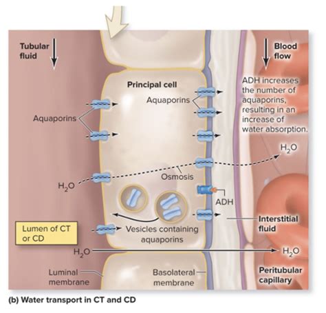 Tubular Reabsorption Secretion Ii Flashcards Quizlet