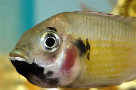 Samut Sakhon Release Asian Seabass Targets Invasive Fish Thaiger