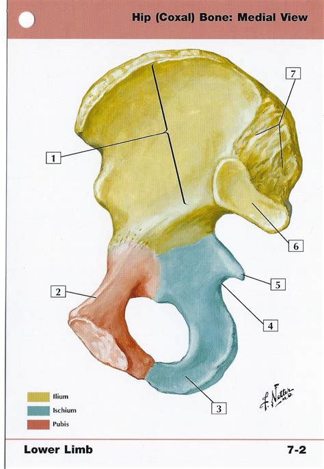 Hip Coxal Bone Medial View Anatomy Flash Card By Frank H Netter To