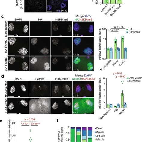 SUV39H1 Induces Constitutive Heterochromatin A Zygotes Were