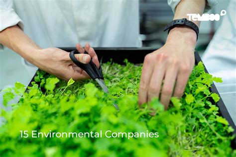 15 Environmental Companies Working Towards A More Sustainable World