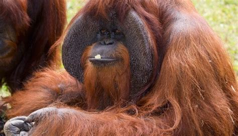 Chantek O Orangotango Que Aprendeu A Falar Morre Aos Anos Ciberia