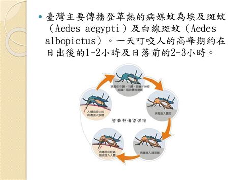 預防登革熱 Ppt Download