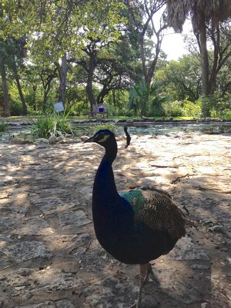 Get your family photo with the Mayfield Park Peacocks.