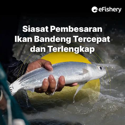 Siasat Pembesaran Ikan Bandeng Tercepat Dan Terlengkap