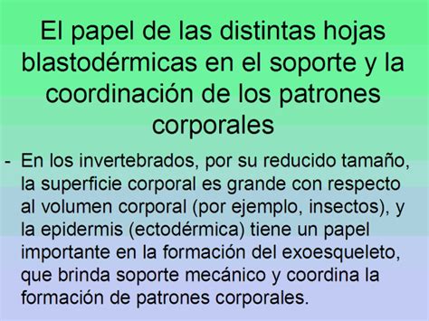 El Papel De Las Distintas Hojas Blastod Rmicas En El Soporte Y La