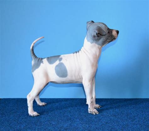 American Hairless Terrier Temperament Lifespan Shedding Puppy