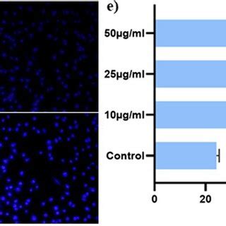 dapi staining assay  control untreated   ugml   ugml