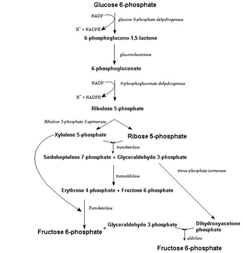 Pentose Phosphate Pathway Ppp Or Hexose Monophosphate Hmp Shunt