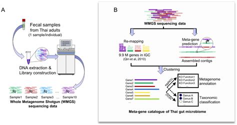 Genes Free Full Text Analysis Of Human Gut Microbiome Taxonomy And