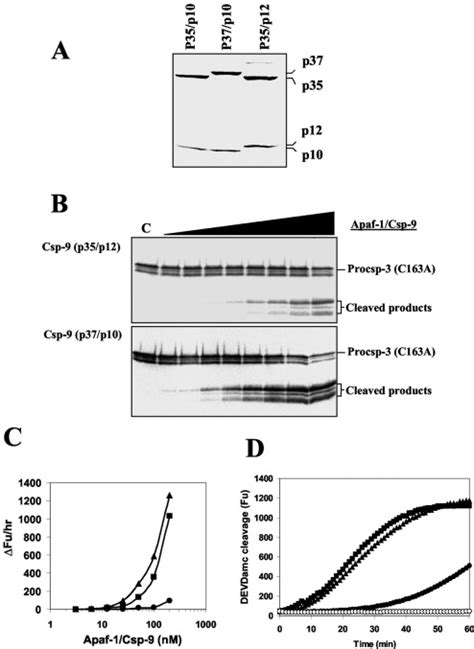 Regulation Of The Apaf 1 Caspase 9 Apoptosome By Caspase 3 And XIAP