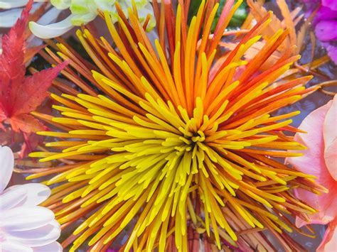 Create Simple Chrysanthemum Arrangements Your Tabletop Florist