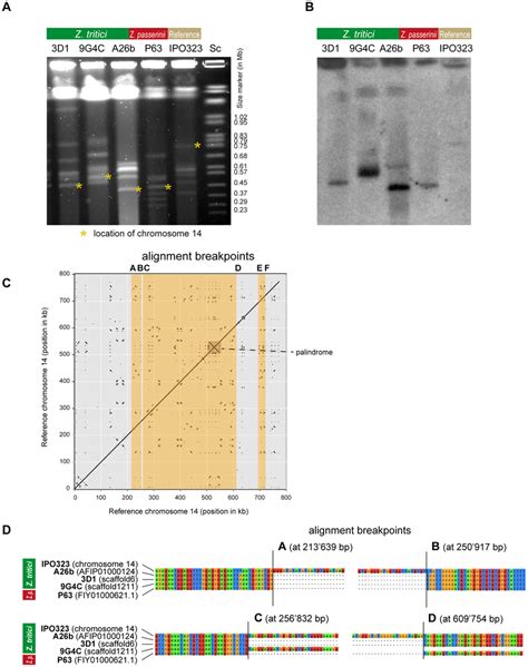 A Pulsed Field Gel Electrophoresis Of Accessory Chromosomes Found In