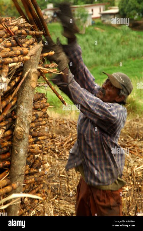 Manual Harvesting Sugar Cane Hi Res Stock Photography And Images Alamy