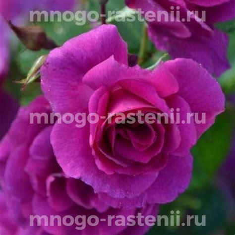 Саженцы Роза Блюбель (Rosa Bluebell) купить по цене 600 руб. в Москве с ...