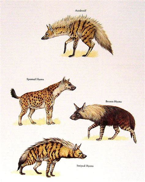 Four types of hyenas... Aardwolf is the smallest | Brown hyena, Hyena