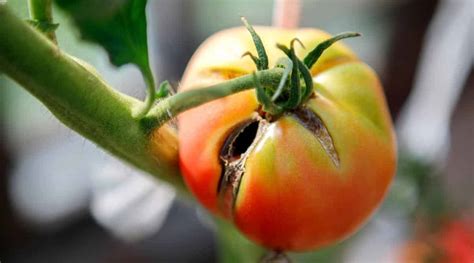 Controling Tomato Pests And Control