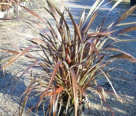 PHORMIUM tenax Bronze Baby Pépinières Ripoche Nantes Divatte