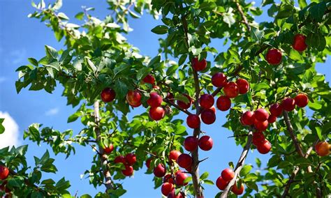 Waarom Een Pruimenboom Snoeien In De Zomer Uitleg