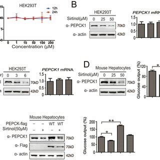 Sirtinol Decreases Protein Levels Of Pepck And Cell Gluconeogenesis