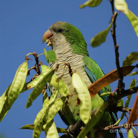 Monk Parakeet Eating Perched On A Tree Photograph By Pablo Avanzini