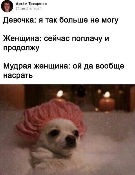 Создать мем собаки милые собака смешная мемы Картинки Meme