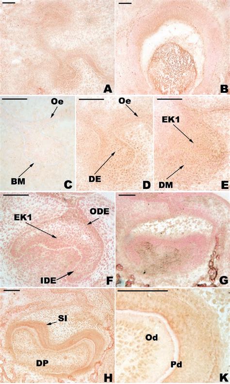 Figure From Immunolocalization Of Bmp Fgf And Wnt B In The