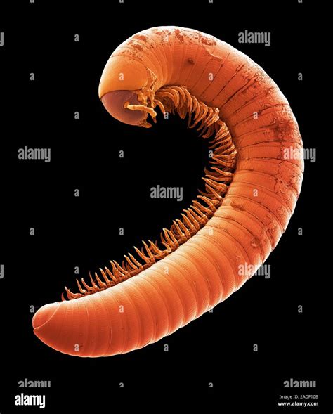 Millipede Coloured Scanning Electron Micrograph Sem Of A Millipede