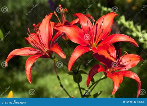 Hemerocallis Flower stock photo. Image of blossoming - 13921440